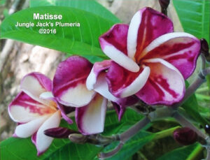 Matisse plumeria flower - Jungle Jack source photo