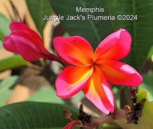 Memphis plumeria flower - Jungle Jack source photo
