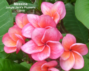 Messina plumeria flower - Jungle Jack source photo