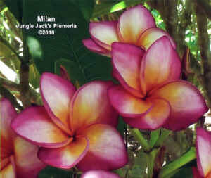 Milan plumeria flower - Jungle Jack source photo
