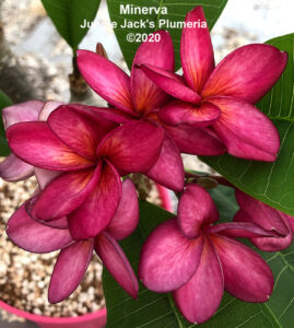 Minerva plumeria flower - Jungle Jack source photo