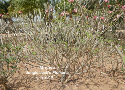 Mojave plumeria flower - Jungle Jack source photo
