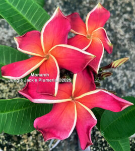 Monarch plumeria flower - Jungle Jack source photo