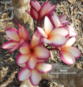 Monet plumeria flower - Jungle Jack source photo