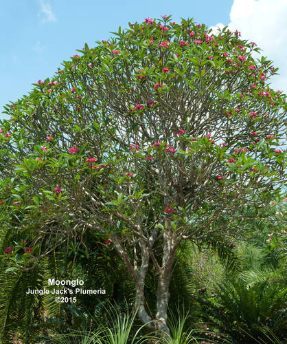 MoonGlo plumeria flower - Jungle Jack source photo