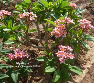 Mystique plumeria flower - Jungle Jack source photo