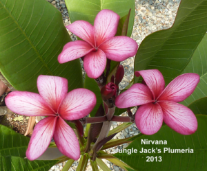 Nirvana plumeria flower - Jungle Jack source photo