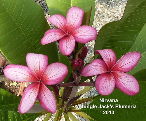 Nirvana plumeria photo