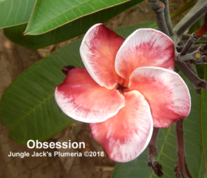 Obsession plumeria flower - Jungle Jack source photo