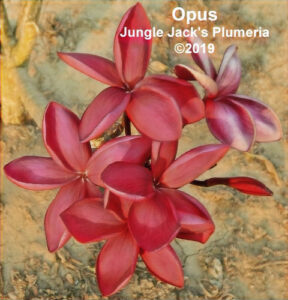 Opus plumeria flower - Jungle Jack source photo