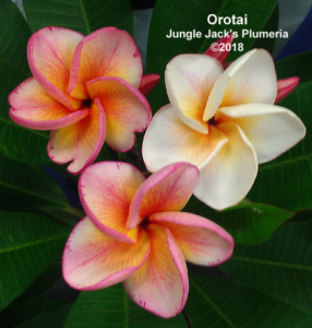 Orotai plumeria flower - Jungle Jack source photo