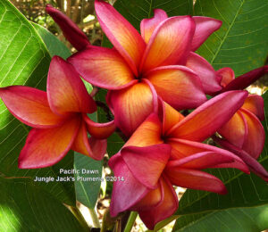 Pacific Dawn plumeria flower - Jungle Jack source photo