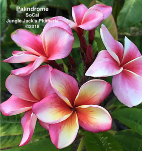 Palindrome plumeria flower - Jungle Jack source photo