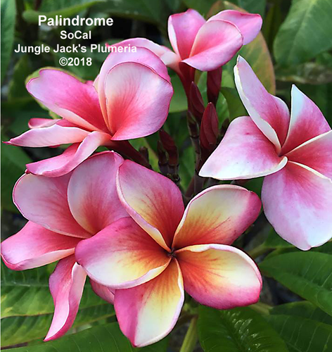 Palindrome plumeria flower - Jungle Jack source photo