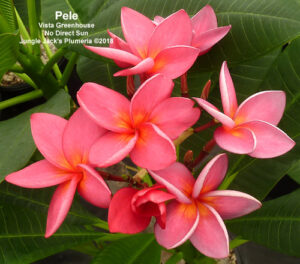 Pele plumeria flower - Jungle Jack source photo