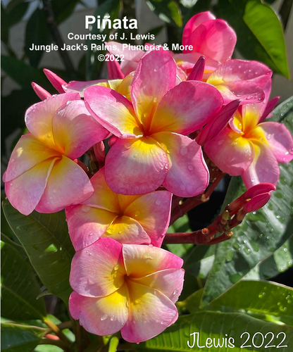 Piñata plumeria flower - Jungle Jack source photo