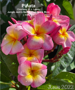 Piñata plumeria flower - Jungle Jack source photo