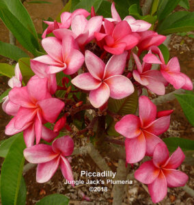Piccadilly plumeria flower - Jungle Jack source photo