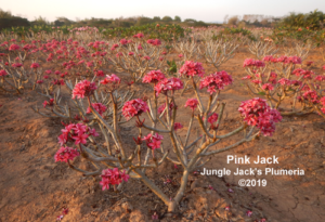 Pink Jack plumeria flower - Jungle Jack source photo