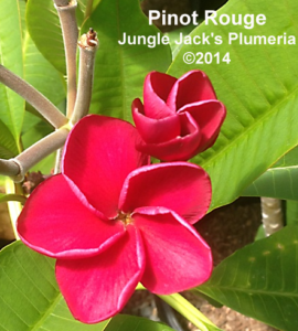 Pinot Rouge plumeria flower - Jungle Jack source photo
