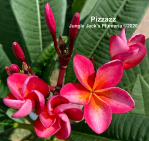 Pizzazz plumeria flower - Jungle Jack source photo
