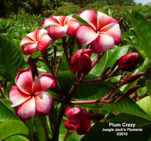 Plum Crazy plumeria flower - Jungle Jack source photo