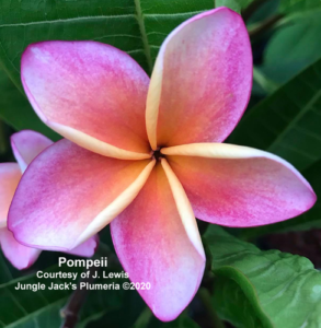 Pompeii plumeria flower - Jungle Jack source photo