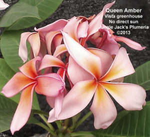 Queen Amber plumeria flower - Jungle Jack source photo