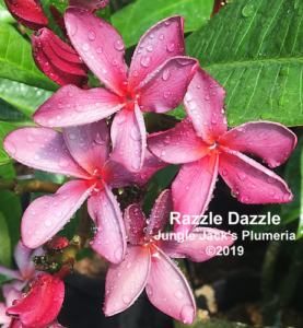 Razzle Dazzle plumeria flower - Jungle Jack source photo