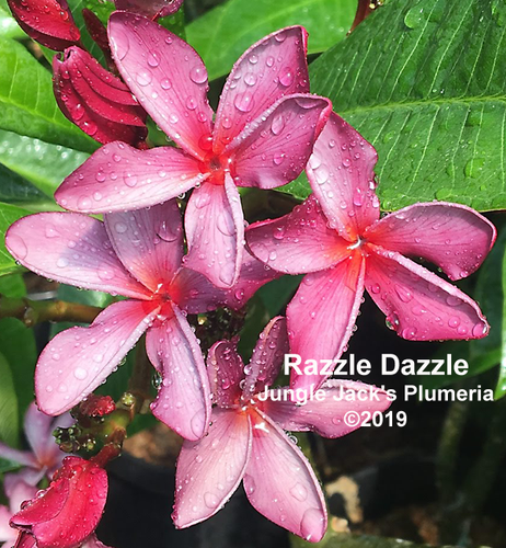 Razzle Dazzle plumeria flower - Jungle Jack source photo