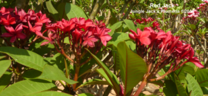 Red Jack plumeria flower - Jungle Jack source photo