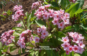 Rhapsody plumeria flower - Jungle Jack source photo