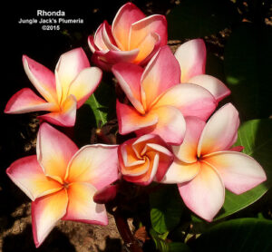 Rhonda plumeria flower - Jungle Jack source photo