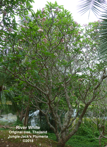 River White plumeria flower - Jungle Jack source photo