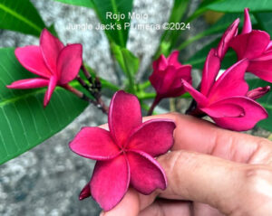 Rojo Mojo plumeria flower - Jungle Jack source photo
