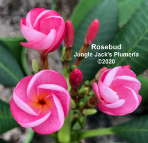 Rosebud plumeria flower - Jungle Jack source photo