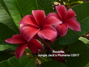 Roulette plumeria flower - Jungle Jack source photo