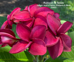 Rubicon plumeria flower - Jungle Jack source photo