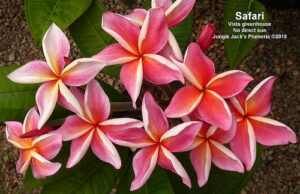 Safari plumeria flower - Jungle Jack source photo