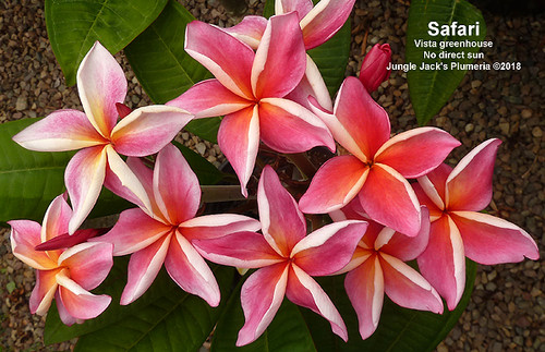 Safari plumeria flower - Jungle Jack source photo