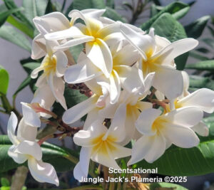 Scentsational plumeria flower - Jungle Jack source photo