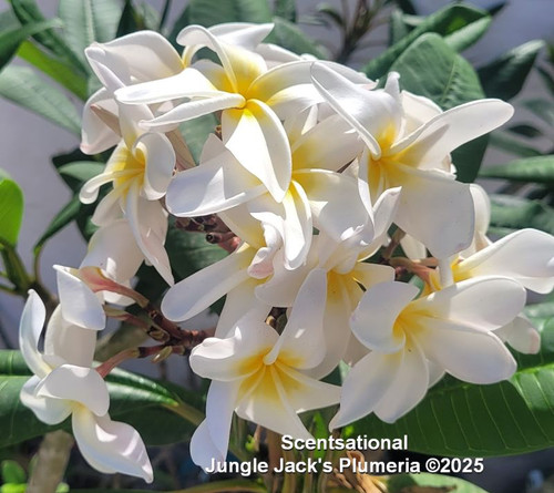 Scentsational plumeria photo