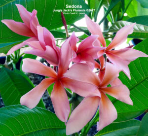 Sedona plumeria flower - Jungle Jack source photo