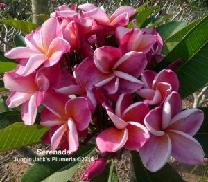 Serenade plumeria flower - Jungle Jack source photo