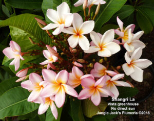 Shangri La plumeria flower - Jungle Jack source photo