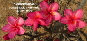 Shockwave plumeria flower - Jungle Jack source photo