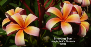 Shooting Star plumeria flower - Jungle Jack source photo