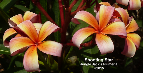 Shooting Star plumeria photo