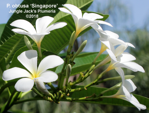 Singapore plumeria photo