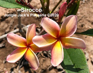 Sirocco plumeria flower - Jungle Jack source photo